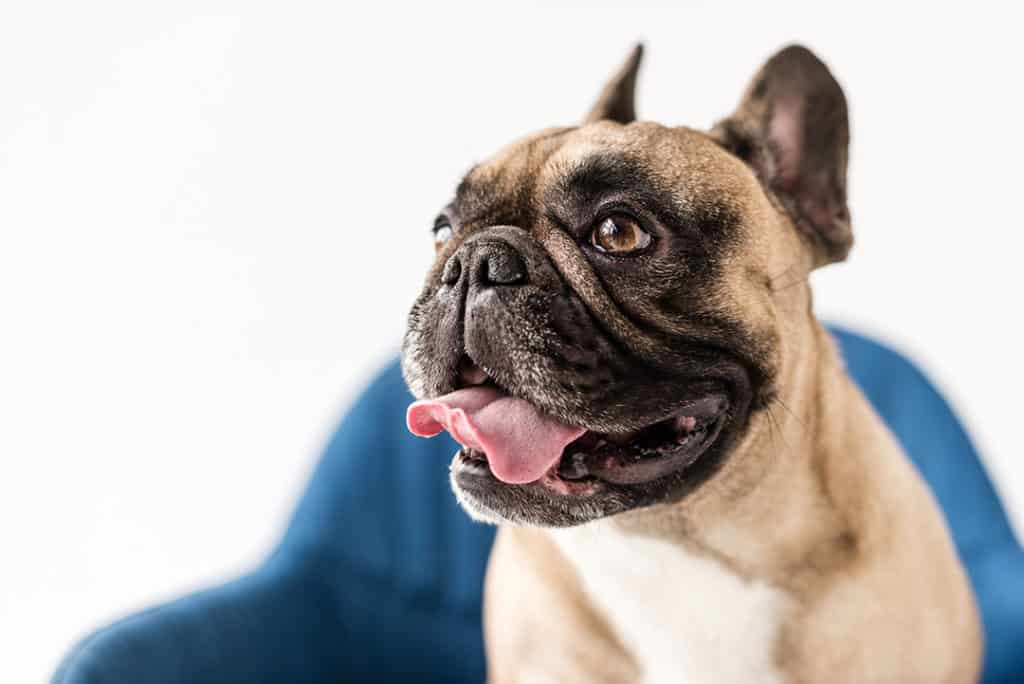 How Much Do French Bulldogs Bark and What Causes Barking?