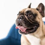 How Much Do French Bulldogs Bark and What Causes Barking?