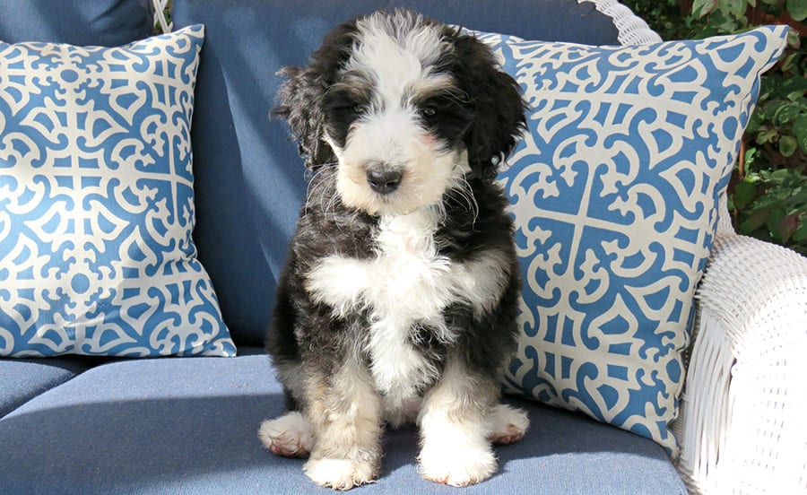 sable bernedoodle puppies