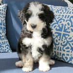 How Much Does A Bernedoodle Puppy Cost?