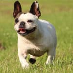 French Bulldog running through a field with his tongue out panting