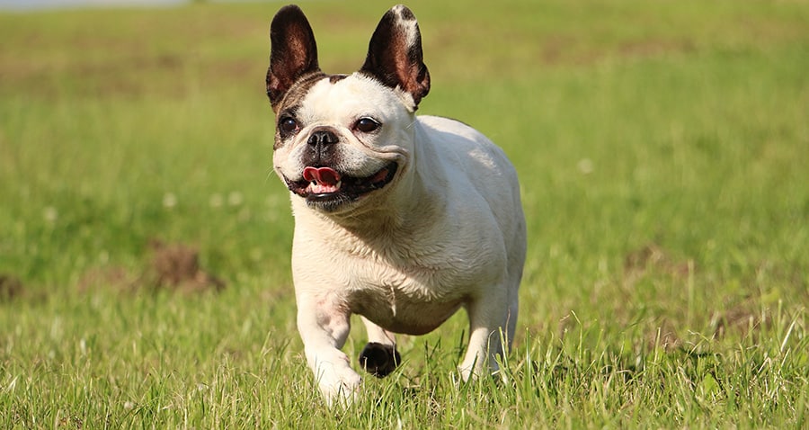 French Bulldog running through a field with his tongue out panting