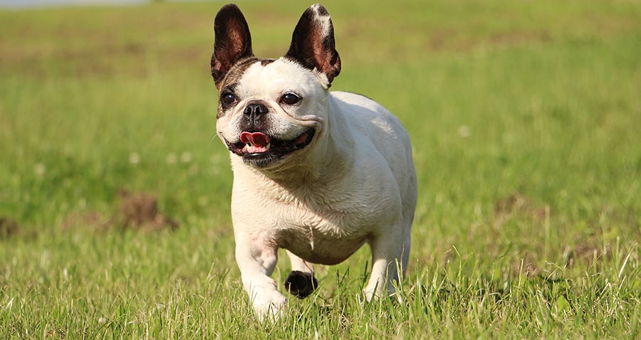 how fast can a french bulldog run