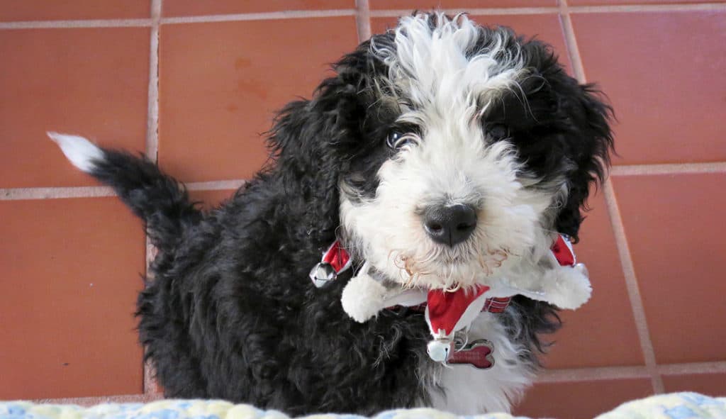 How Much Exercise Does A Bernedoodle Need?