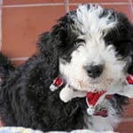 How Much Exercise Does A Bernedoodle Need? What Do They Like?