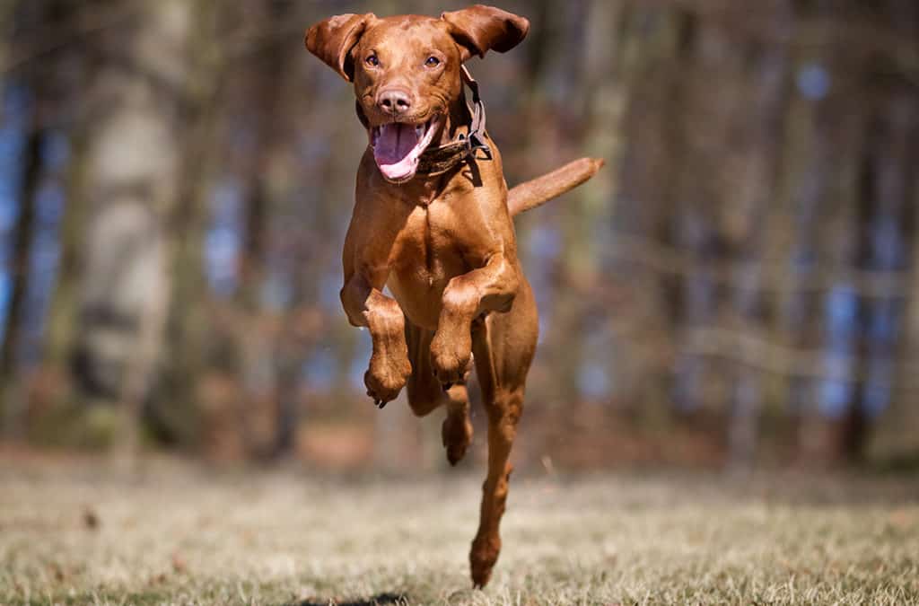 How Much Exercise Does A Vizsla Puppy Need?