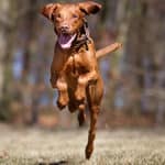 How Much Exercise Does A Vizsla Puppy Need? Are They Runners? (2023)