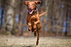 How Much Exercise Does A Vizsla Puppy Need?