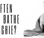How Often Should I Bathe My Frenchie? (Making Bathtime Easy)