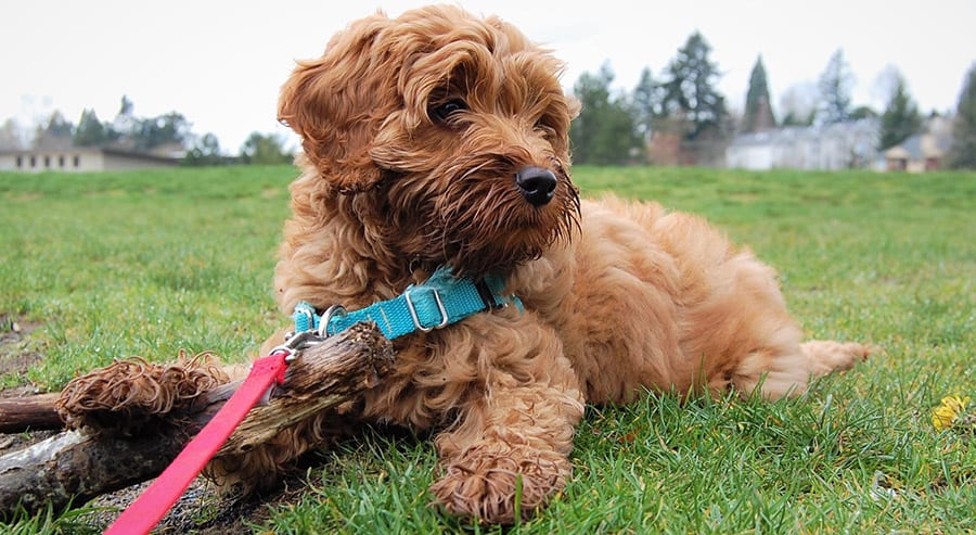 Great Labradoodle Puppy Breeder