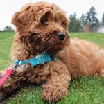 How To Find A Great Labradoodle Puppy Breeder