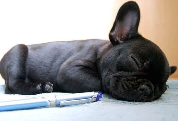 Black French Bulldog