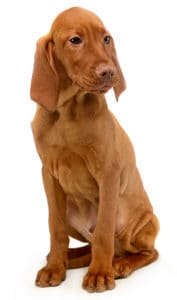 Vizsla Breed Overview_Puppy Image