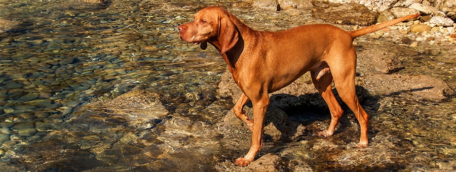 Vizsla pointing in river