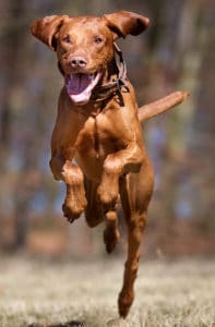 Vizsla running