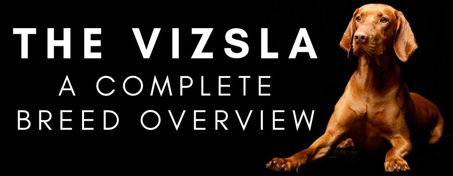 Vizsla Breed Overview