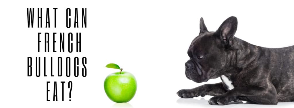 10 HUMAN FOODS FRENCH BULLDOGS CAN SAFELY EAT - Natacha Bouchart