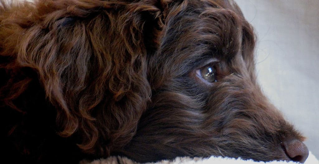 What Causes Eye Boogers And Discharge In Labradoodle Puppies