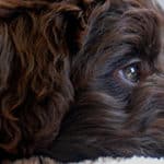 What Causes Eye Boogers And Discharge In Labradoodle Puppies?