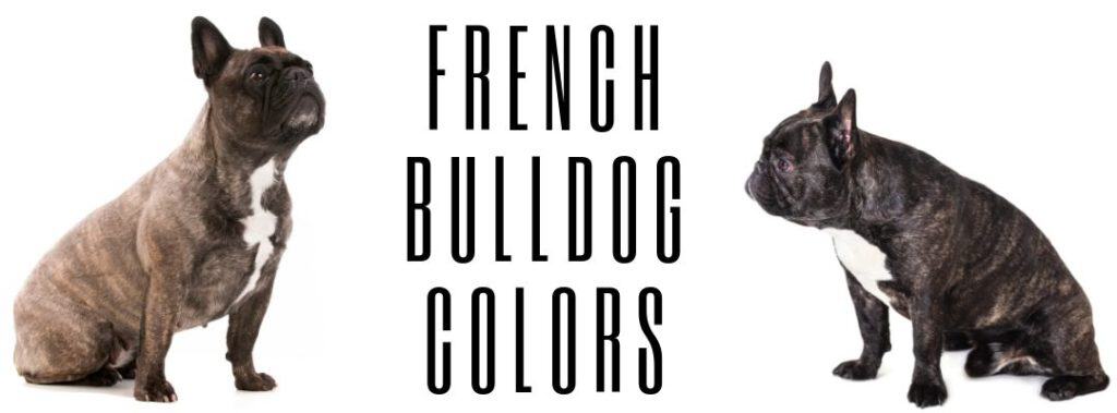 What Colors Do French Bulldogs Come In