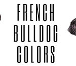 What Colors Do French Bulldogs Come In? (Plus Image Guide) (2023)