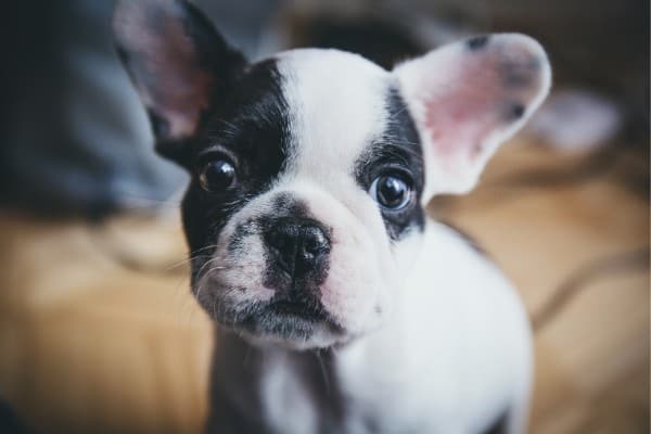 Cream and White French Bulldog Puppy