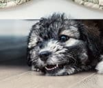 Why Is My Labradoodle Puppy Growling And What Does It Mean?