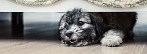 Why Is My Labradoodle Puppy Growling And What Does It Mean?