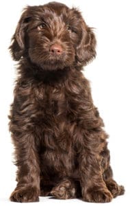 brown labradoodle puppy