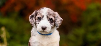 Are Aussiedoodles Good Family Dogs?