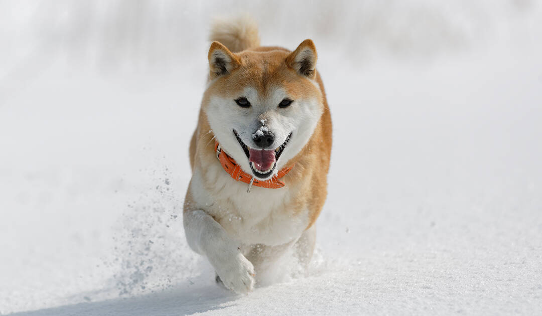 Are Shiba Inus Aggressive Bold Spirited And Good Natured