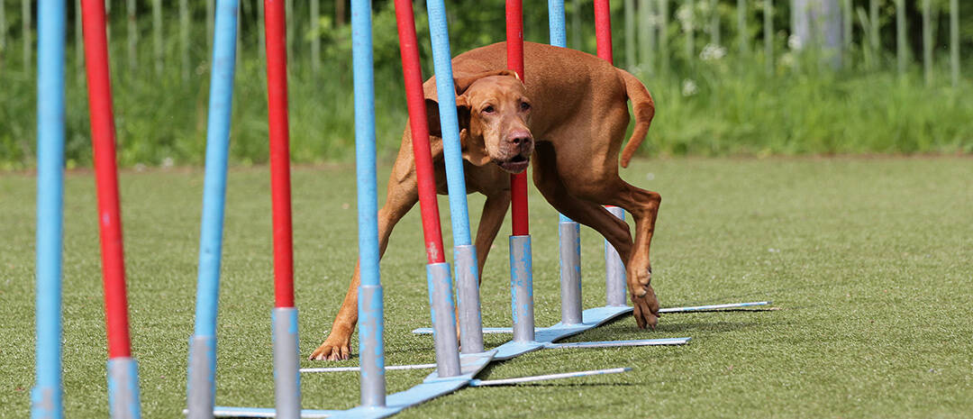 Are Vizslas Good At Agility?