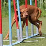 Are Vizslas Good At Agility-small