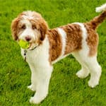 Aussiedoodle Breed Overview