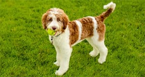 Aussiedoodle Breed Overview