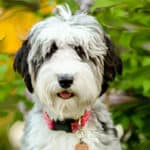 Do Aussiedoodle Have Health Issues? What's Their Lifespan?