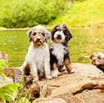 Do Aussiedoodles Like To Swim