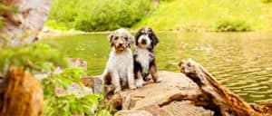 Do Aussiedoodles Like To Swim