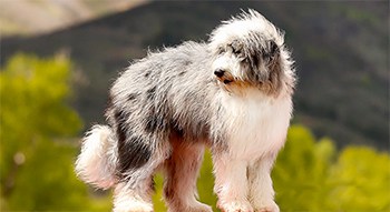 best shampoo for aussiedoodle