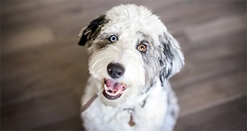 f1b aussiedoodle price