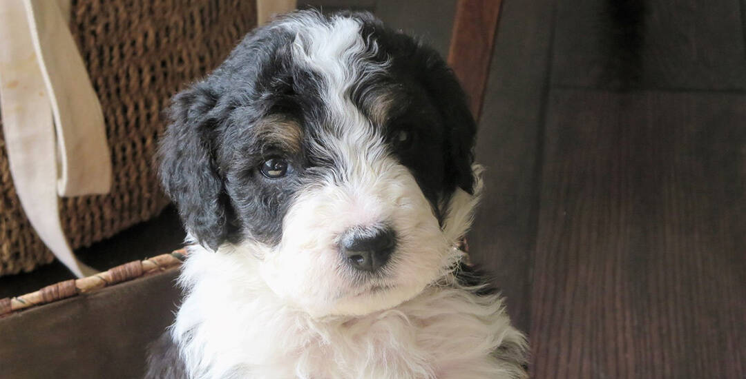 australian bernedoodle life expectancy