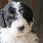 Do Bernedoodles Have Health Issues? What's Their Lifespan?