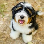 Do Bernedoodles Need Grooming? Haircuts Styles And Bathing Tips