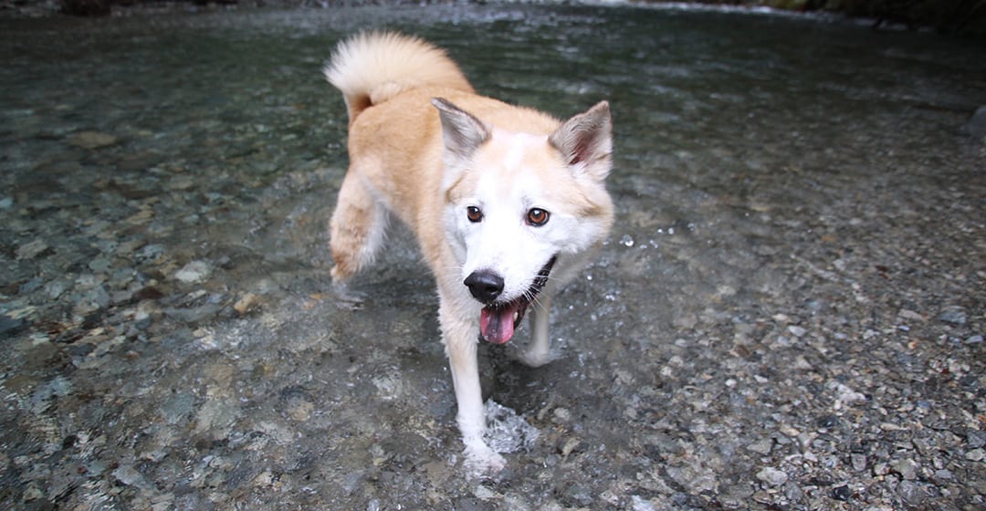 Do Shiba Inus Like To Swim