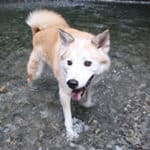 Do Shiba Inus Like To Swim