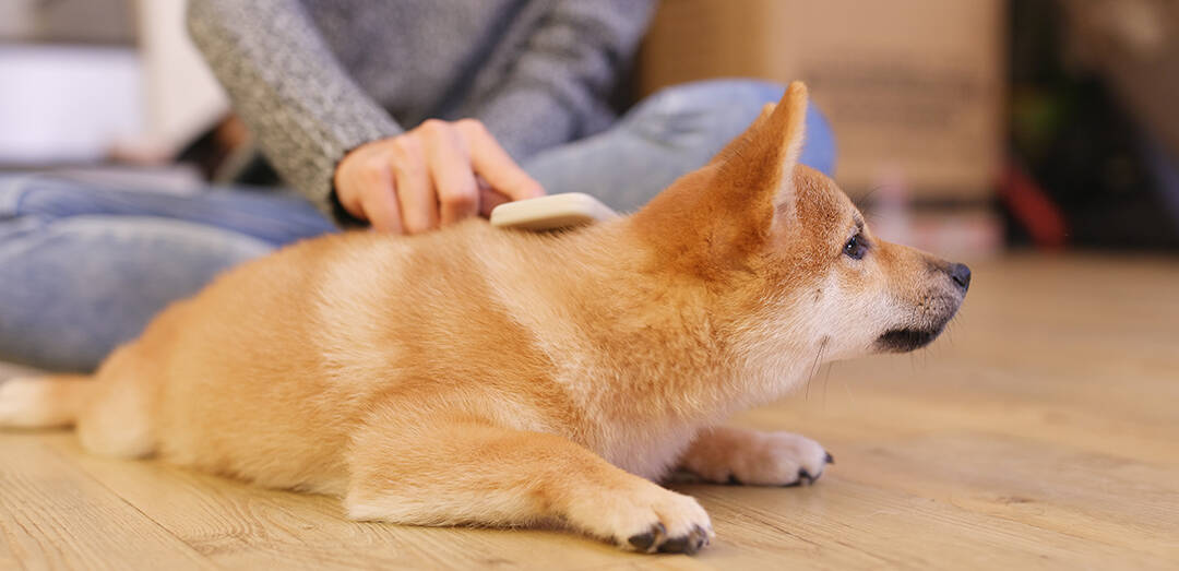 shiba inu shedding