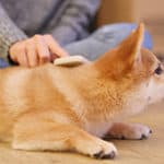 Do Shiba Inus Shed?