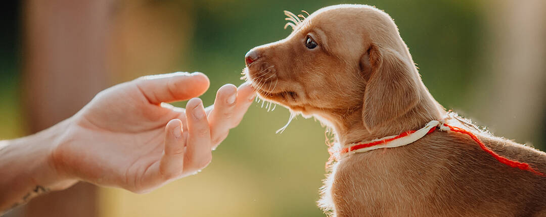 Purchasing a Vizsla puppy from a reputable, responsible breeder who routinely tests for the most common disorders will greatly increase your chance of obtaining a healthy, issue-free dog. Please do not let the possible health conditions deter you from enjoying one of the most affectionate and loyal breeds of all time.