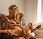 Do Vizslas Like To Cuddle-small