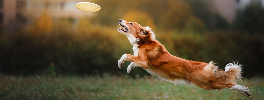 Dog Catching A Frisbee